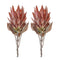 Melrose Orange Protea Flower Stem (Set of 2)