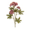 Melrose Sedum Succulent Spray (Set of 6)