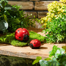 Melrose Lady Bug (Set of 24)