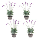 Melrose Potted Lavender Plant (Set of 4)