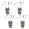 Melrose Potted Lavender Plant (Set of 4)