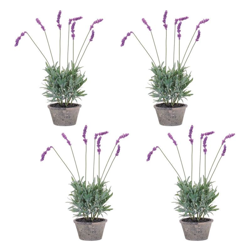 Melrose Potted Lavender Plant (Set of 4)