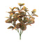 Melrose Variegated Foliage Plant (Set of 6)