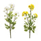 Melrose Mum Spray (Set of 12)
