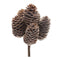 Melrose Pine Cone Bundle (Set of 12)