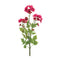 Melrose Mum Spray (Set of 2)