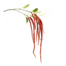 Melrose Amaranthus Floral Stem (Set of 4)