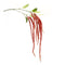 Melrose Amaranthus Floral Stem (Set of 4)