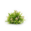 Melrose Varigated Mini Leaf Half Orb (Set of 6)