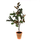 Melrose Potted Magnolia Tree Topiary 22"H