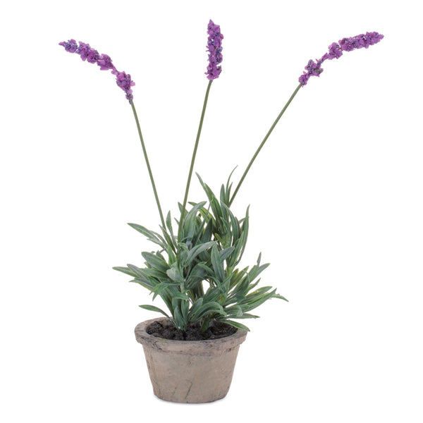 Melrose Potted Lavender 14.5"H