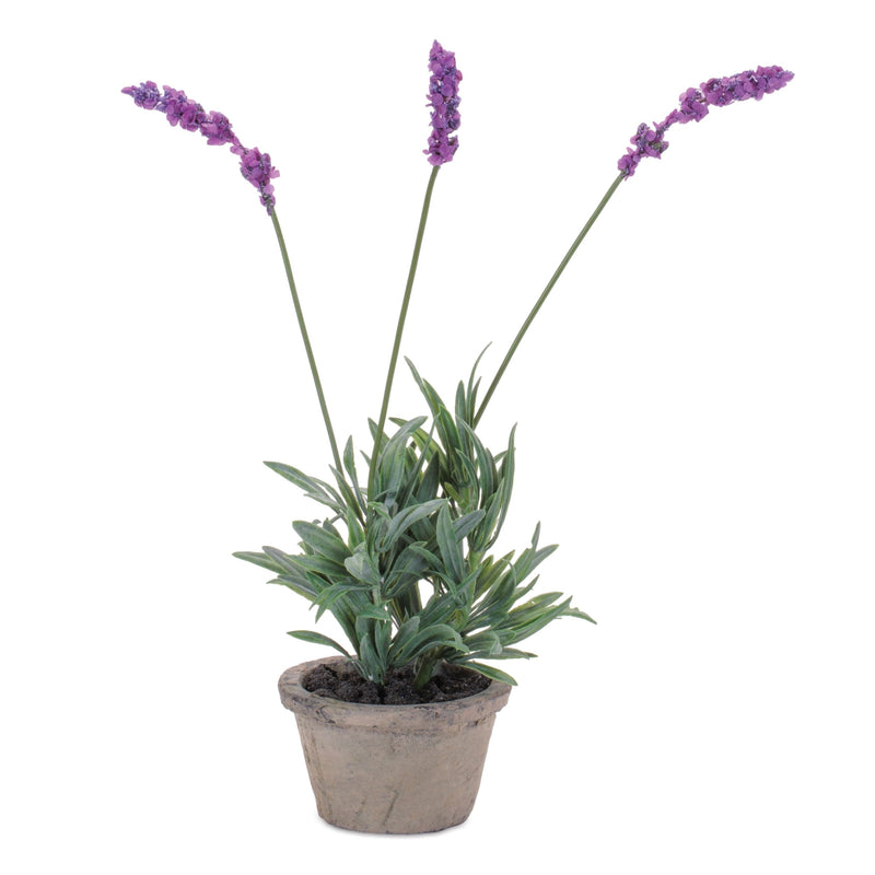 Melrose Potted Lavender 14.5"H