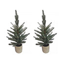 Melrose Pine Tree in Plastic Pot (Set of 2)
