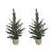 Melrose Pine Tree in Plastic Pot (Set of 2)