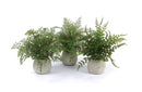 Melrose Potted Fern Plant in Grey Pot (Set of 3)