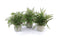 Melrose Potted Fern Plant in Grey Pot (Set of 3)