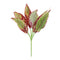 Melrose Variegated Foliage Plant (Set of 6)