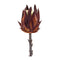 Melrose Burgandy Protea Stem (Set of 6)