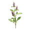 Melrose Buddleia Floral Stem (Set of 6)