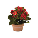 Melrose Assorted Kalanchoe Flower in Terra Cotta (Set of 4)