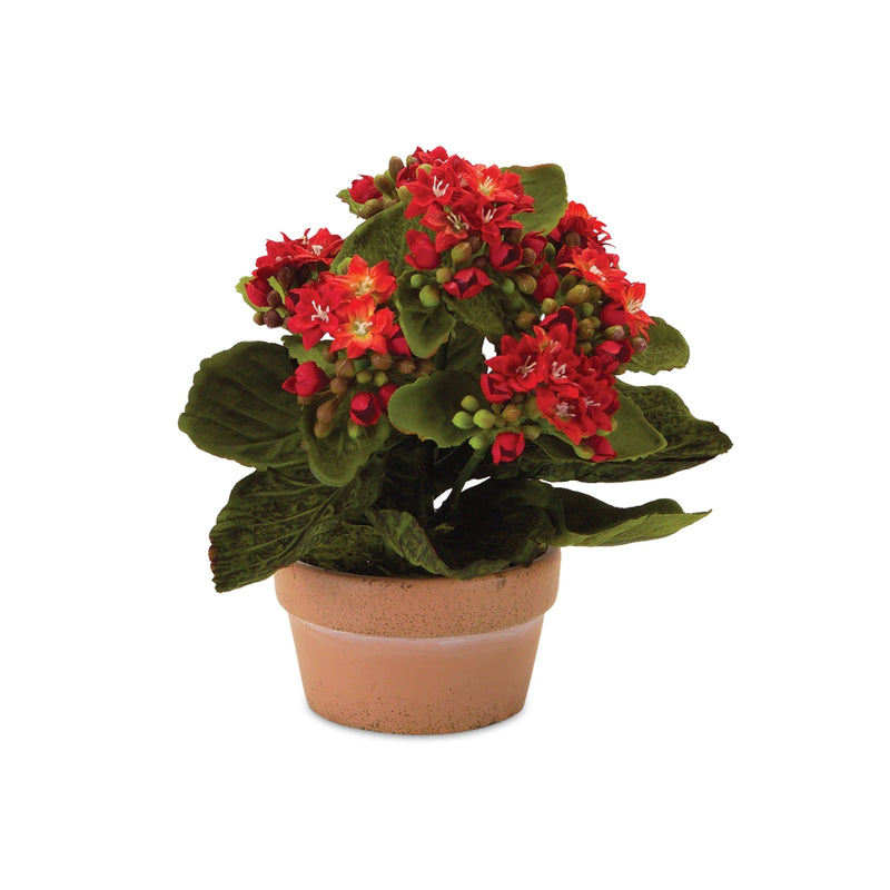 Melrose Assorted Kalanchoe Flower in Terra Cotta (Set of 4)