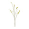 Melrose Foxtail Spray (Set of 6)