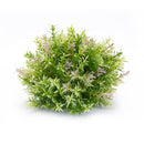 Melrose Varigated Mini Leaf Half Orb (Set of 6)