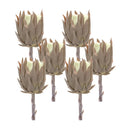 Melrose Beige Protea Stem (Set of 6)