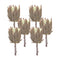 Melrose Beige Protea Stem (Set of 6)