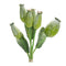 Melrose Green Poppy Pod Foliage Bundle (Set of 6)