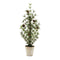 Melrose Potted Mini Pine Tree 24"H
