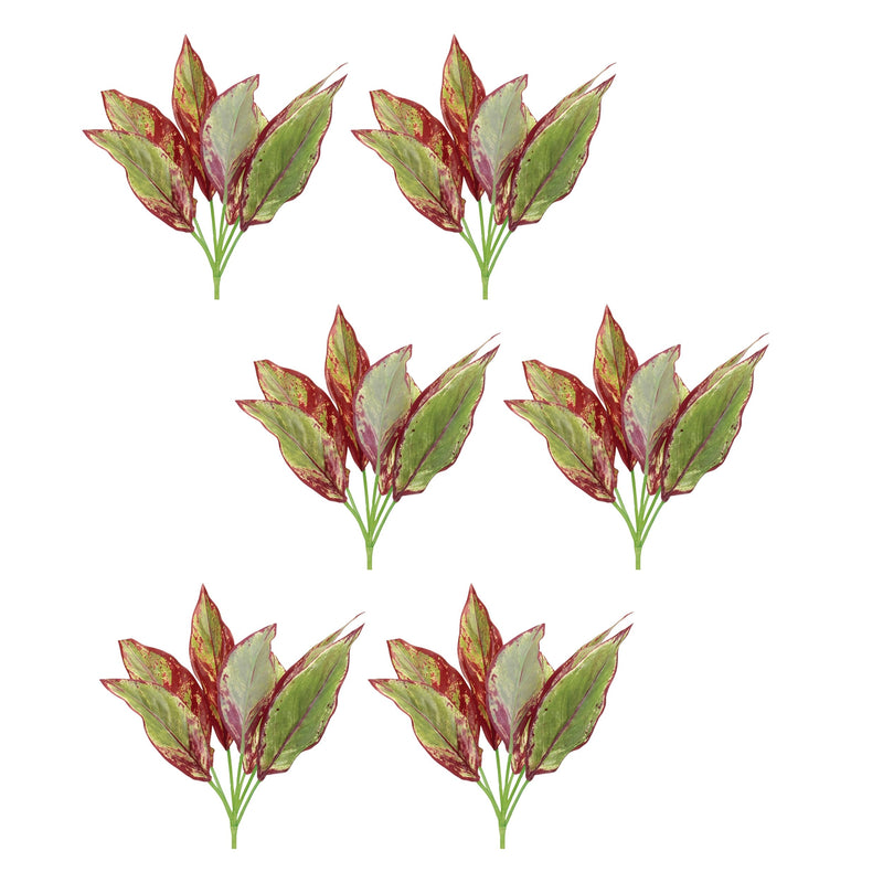 Melrose Variegated Foliage Plant (Set of 6)