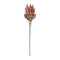 Melrose Orange Protea Flower Stem (Set of 2)