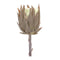 Melrose Beige Protea Stem (Set of 6)