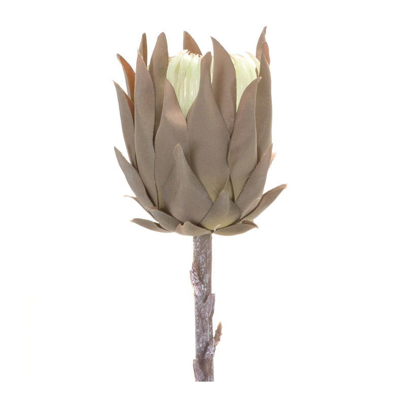 Melrose Beige Protea Stem (Set of 6)