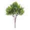 Melrose Boxwood Foliage Bush (Set of 6)