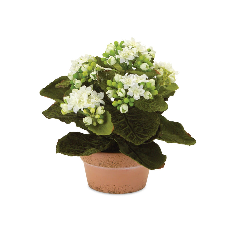 Melrose Assorted Kalanchoe Flower in Terra Cotta (Set of 4)