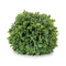 Melrose Boxwood Foliage Orb (Set of 2)