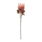 Melrose Red Protea Flower Stem (Set of 2)