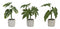 Melrose Assorted Foliage Plant in Grey Pot (Set of 6)