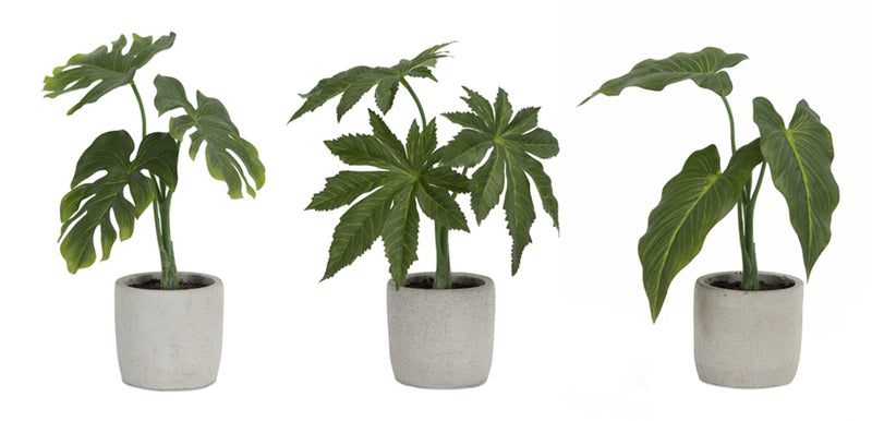 Melrose Assorted Foliage Plant in Grey Pot (Set of 6)
