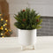 Melrose Arborvitae Half Orb 8.5"D