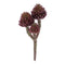 Melrose Succulent Plant Pick (Set of 6)