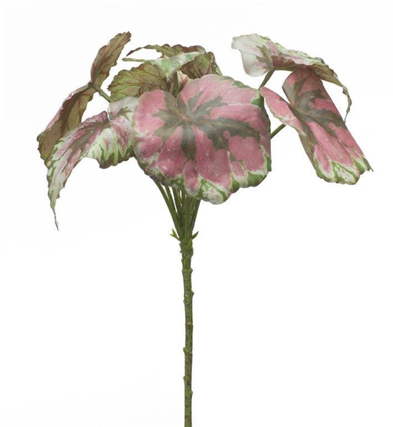 Melrose Varigated Begonia Leaf Bush (Set of 2)