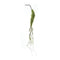 Melrose Moss Foliage Vine Branch (Set of 2)
