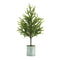 Melrose Potted Mini Pine Tree (Set of 2)