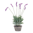 Melrose Potted Lavender Plant (Set of 4)