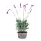 Melrose Potted Lavender Plant (Set of 4)