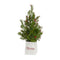 Melrose Mini Pine Tree with Berries in Ceramic Pot (Set of 2)