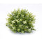 Melrose Varigated Mini Leaf Half Orb (Set of 6)